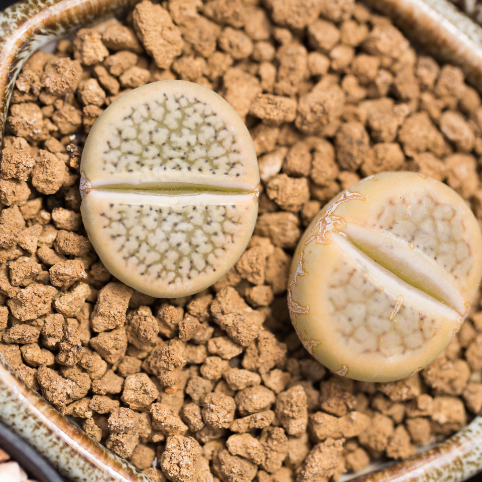 Lithops Hallii Mix seeds - 10