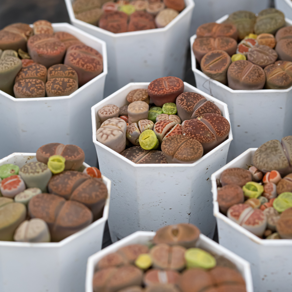 Lithops Hallii Mix seeds - 10