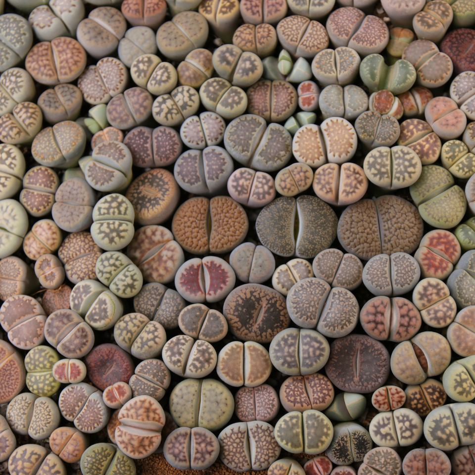 Lithops Hallii Mix seeds - 10