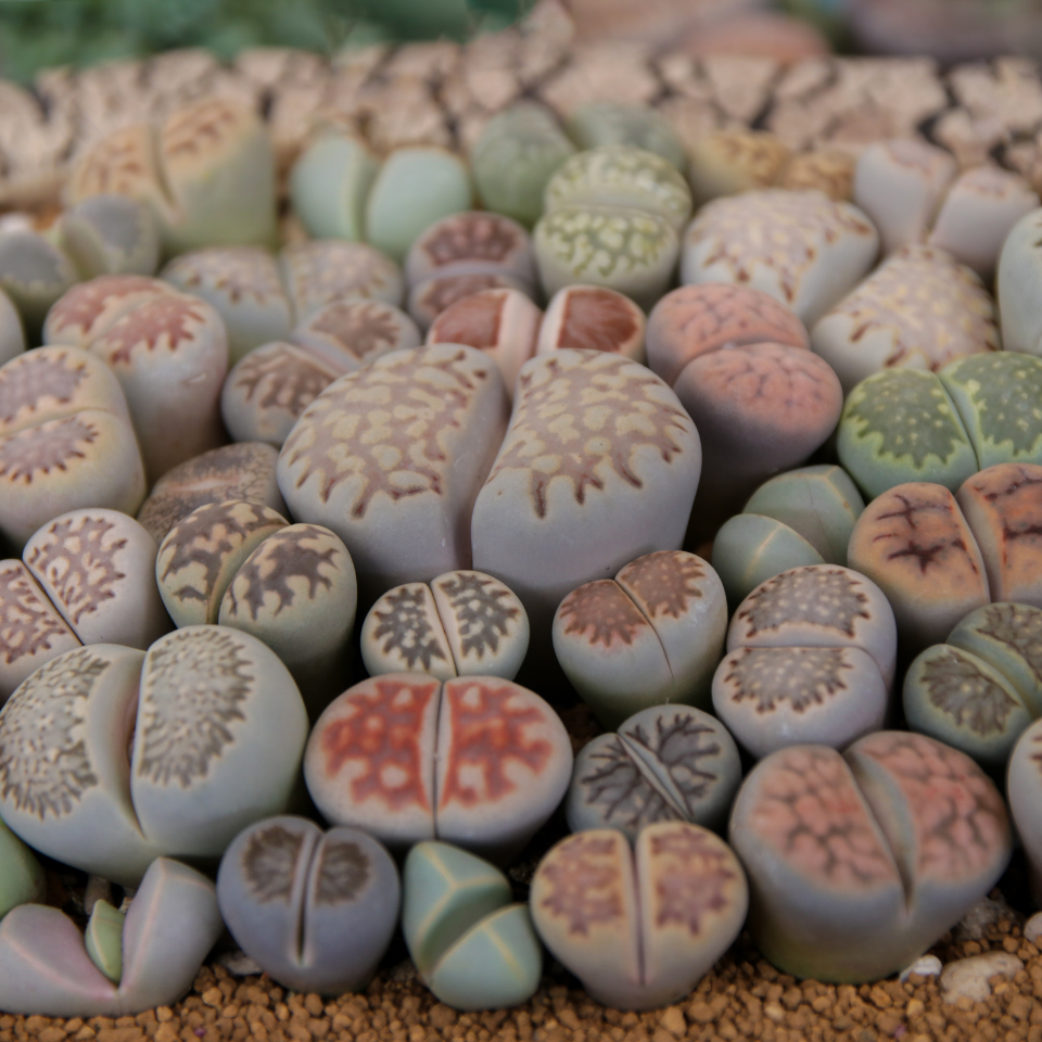 Lithops Hallii Mix seeds - 10