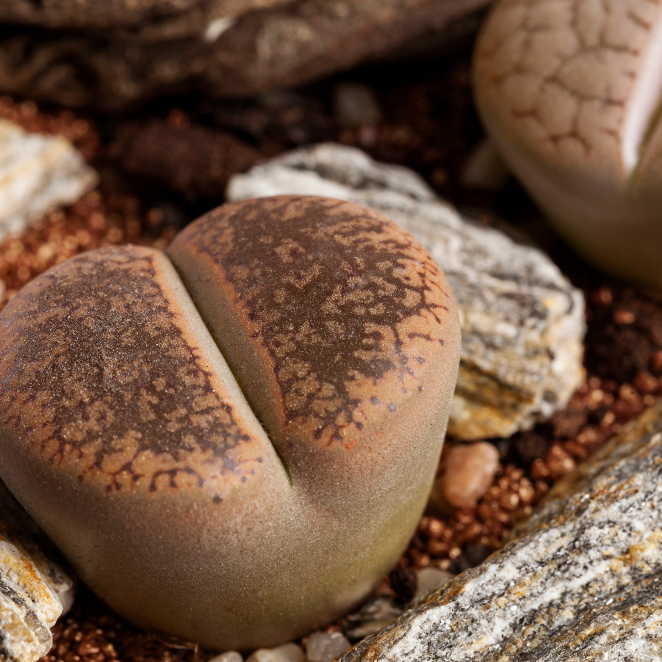 Lithops Hallii Mix seeds - 10