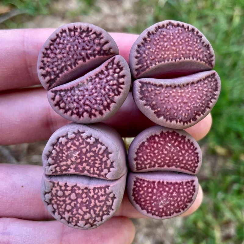 Lithops Hallii Mix seeds - 10