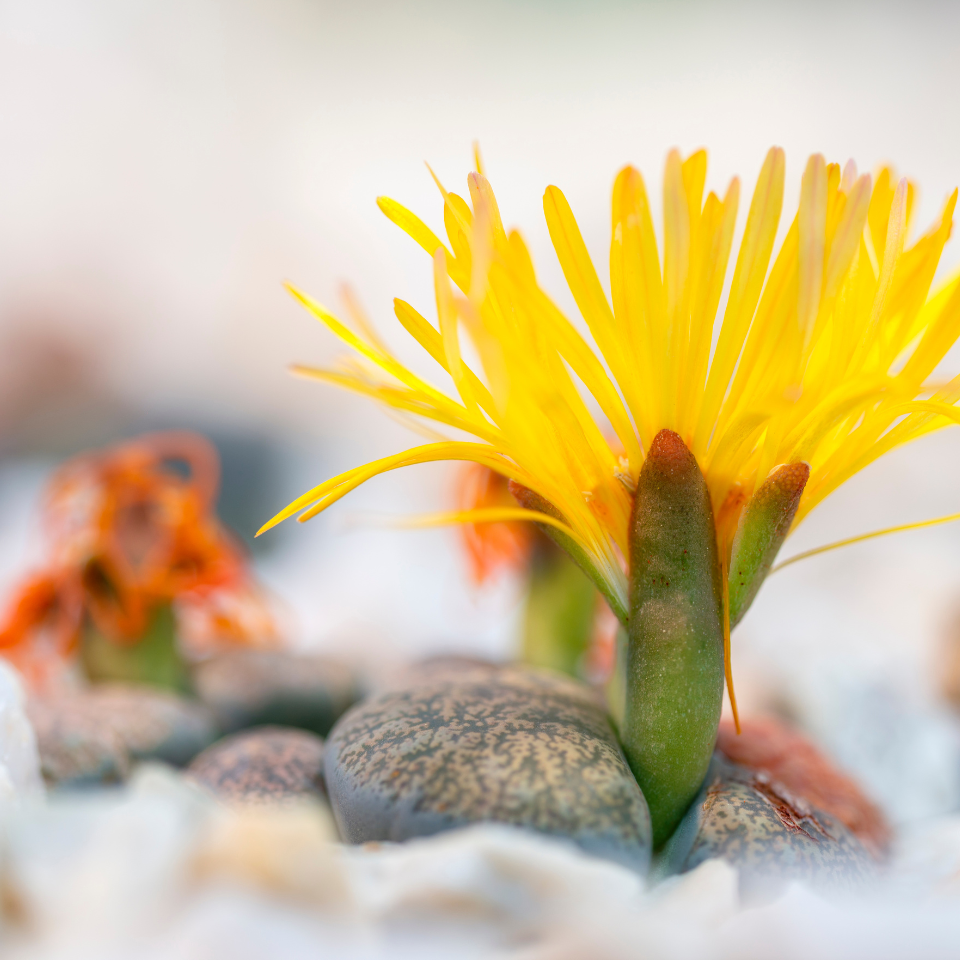 Lithops Hallii Mix seeds - 10