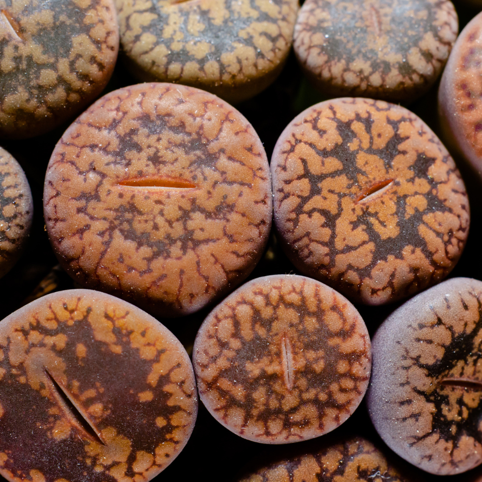 Lithops Hallii Mix seeds - 10