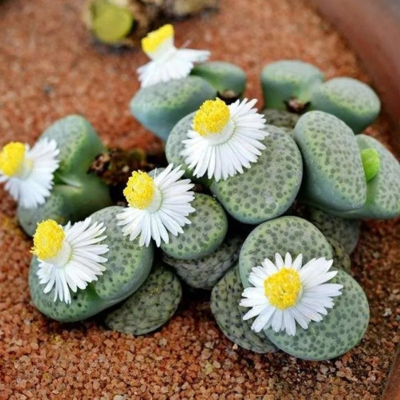 Lithops Fulviceps Mix seeds - 10