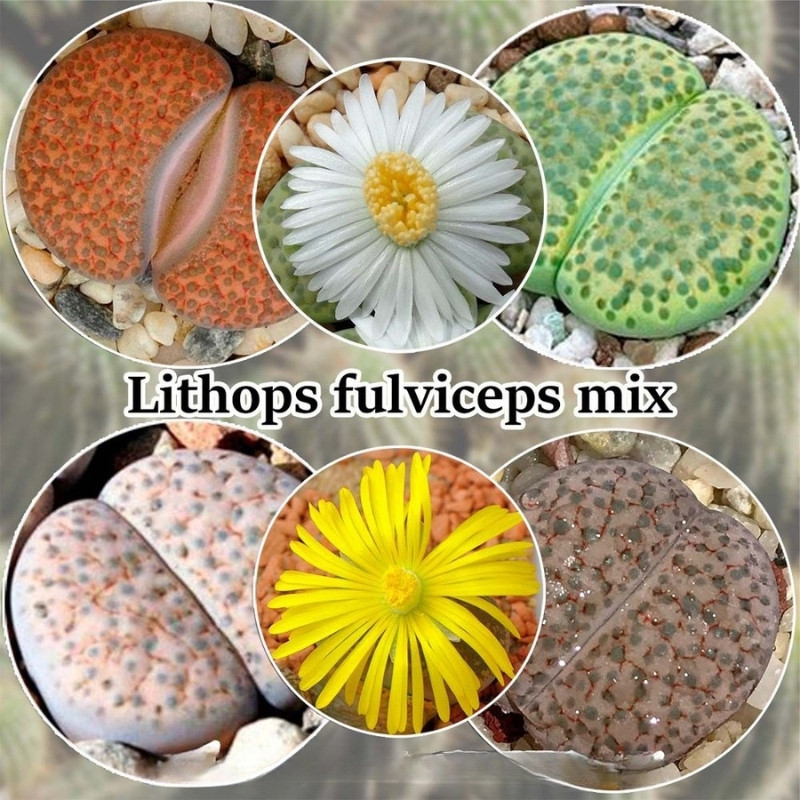 Lithops Fulviceps Mix seeds - 10