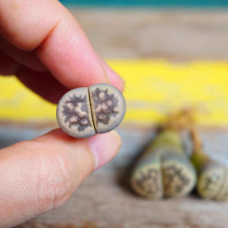 Lithops Fulviceps Mix seeds - 10
