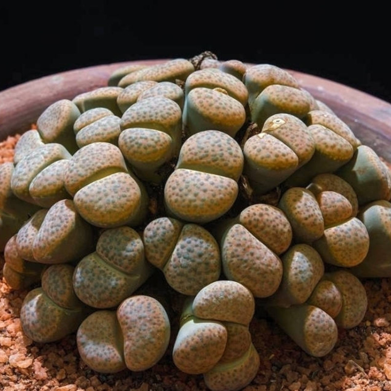 Lithops Fulviceps Mix seeds - 10