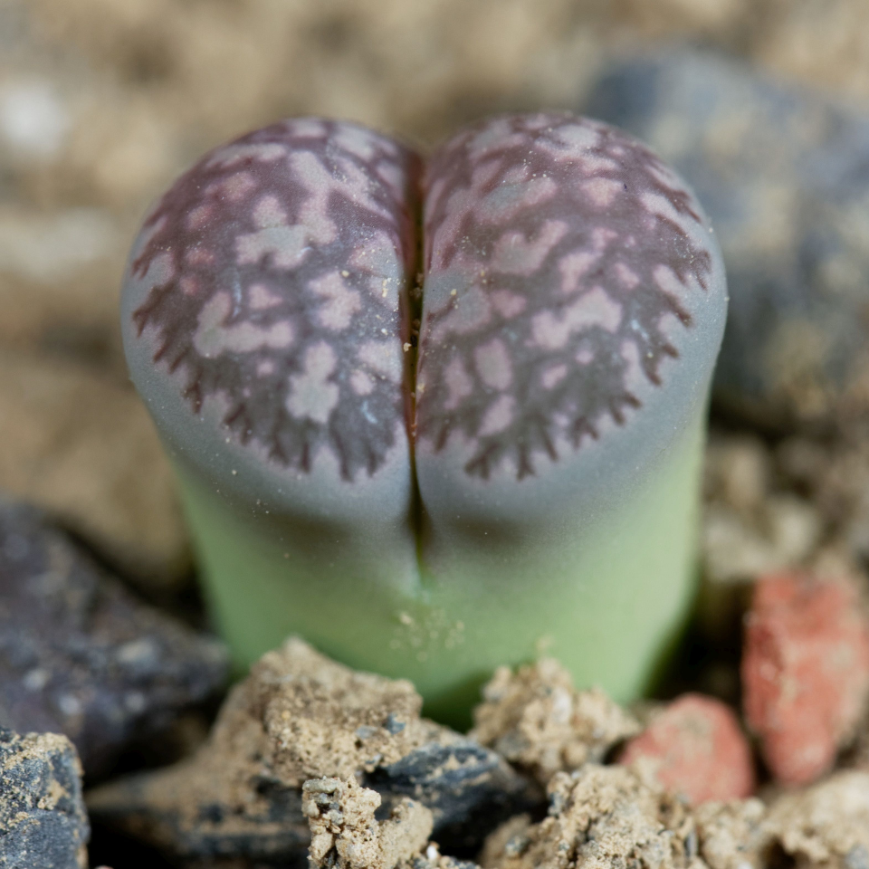 Lithops Fulviceps Mix seeds - 10
