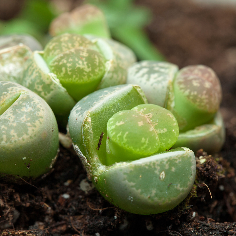 Lithops Fulviceps Mix seeds - 10