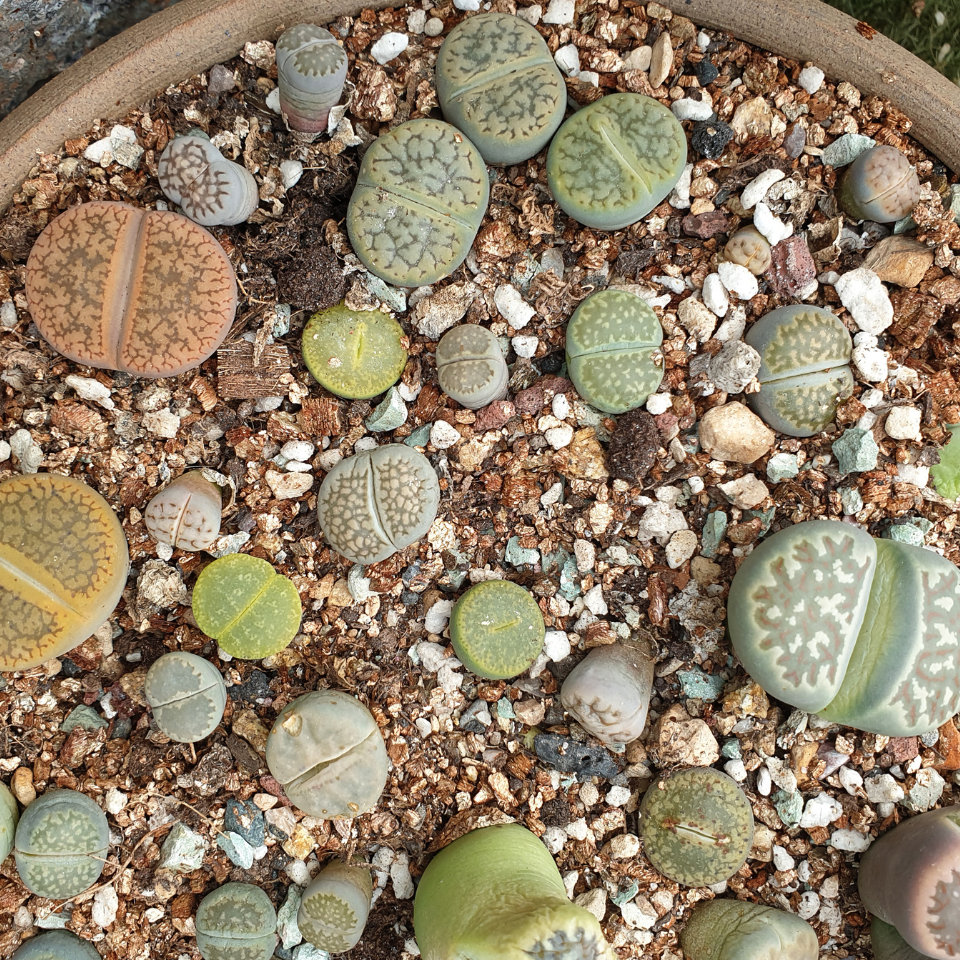 Lithops Fulviceps Mix seeds - 10