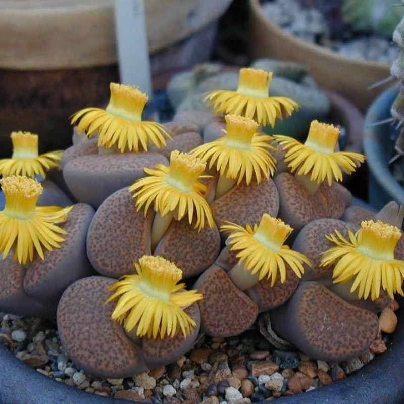 Lithops Fulviceps Mix seeds - 10