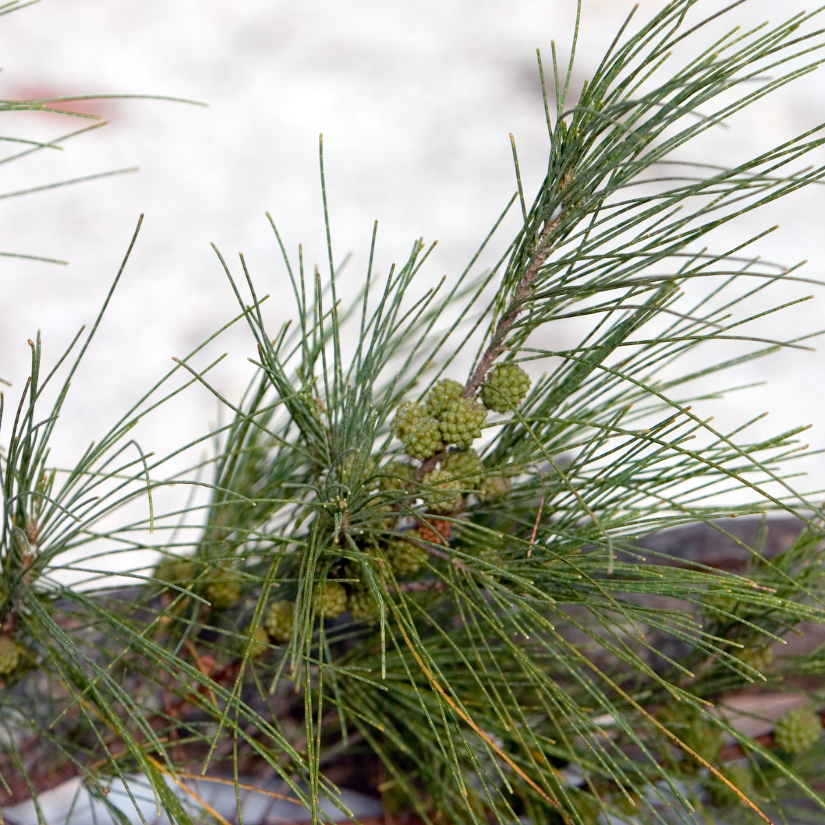 Casuarina equisetifolia, Australian pine seeds - 200