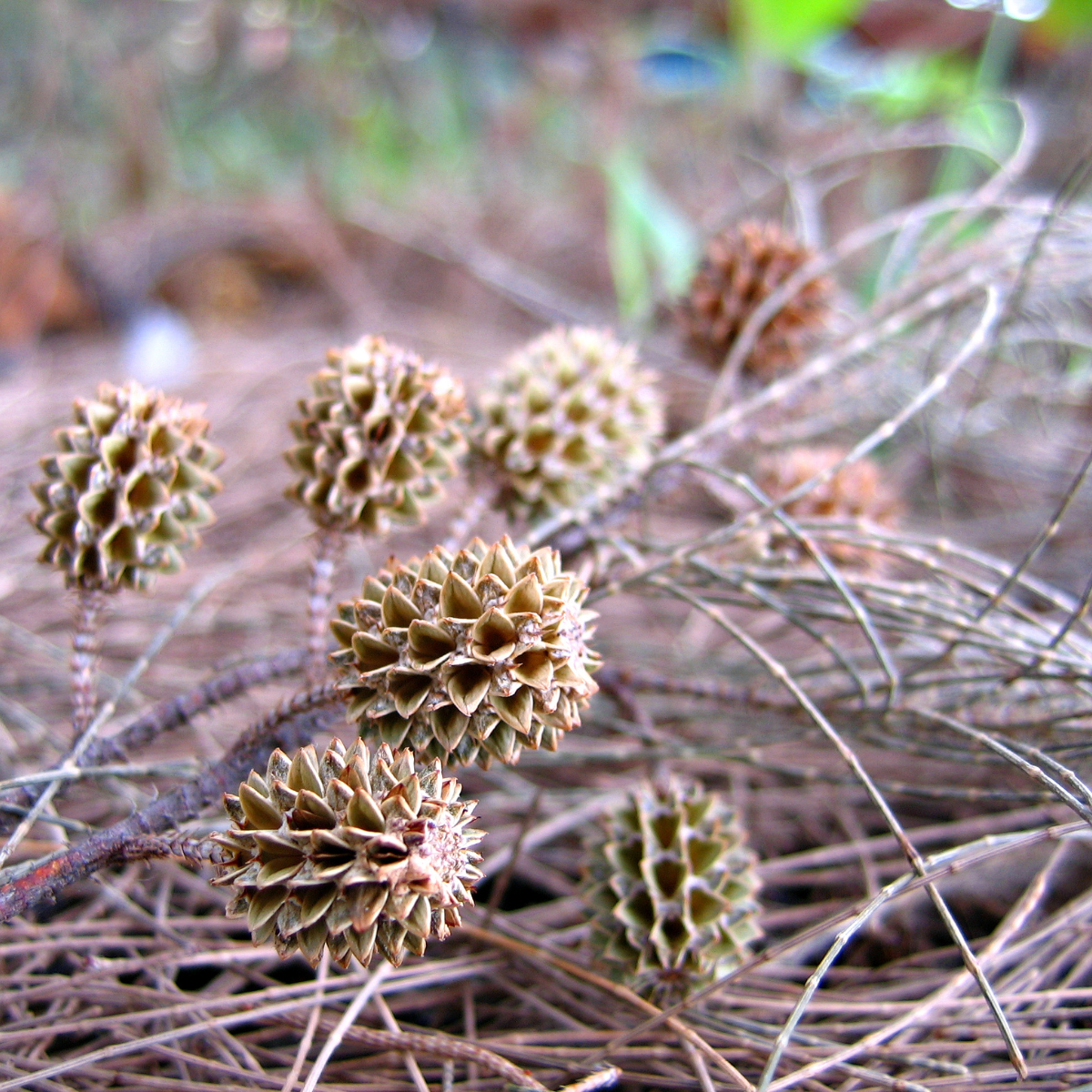 Casuarina equisetifolia, Australian pine seeds - 200
