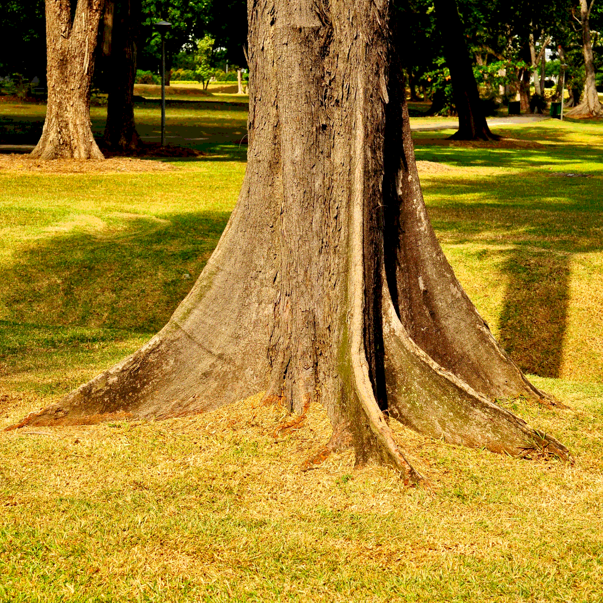 Casuarina equisetifolia, Australian pine seeds - 200