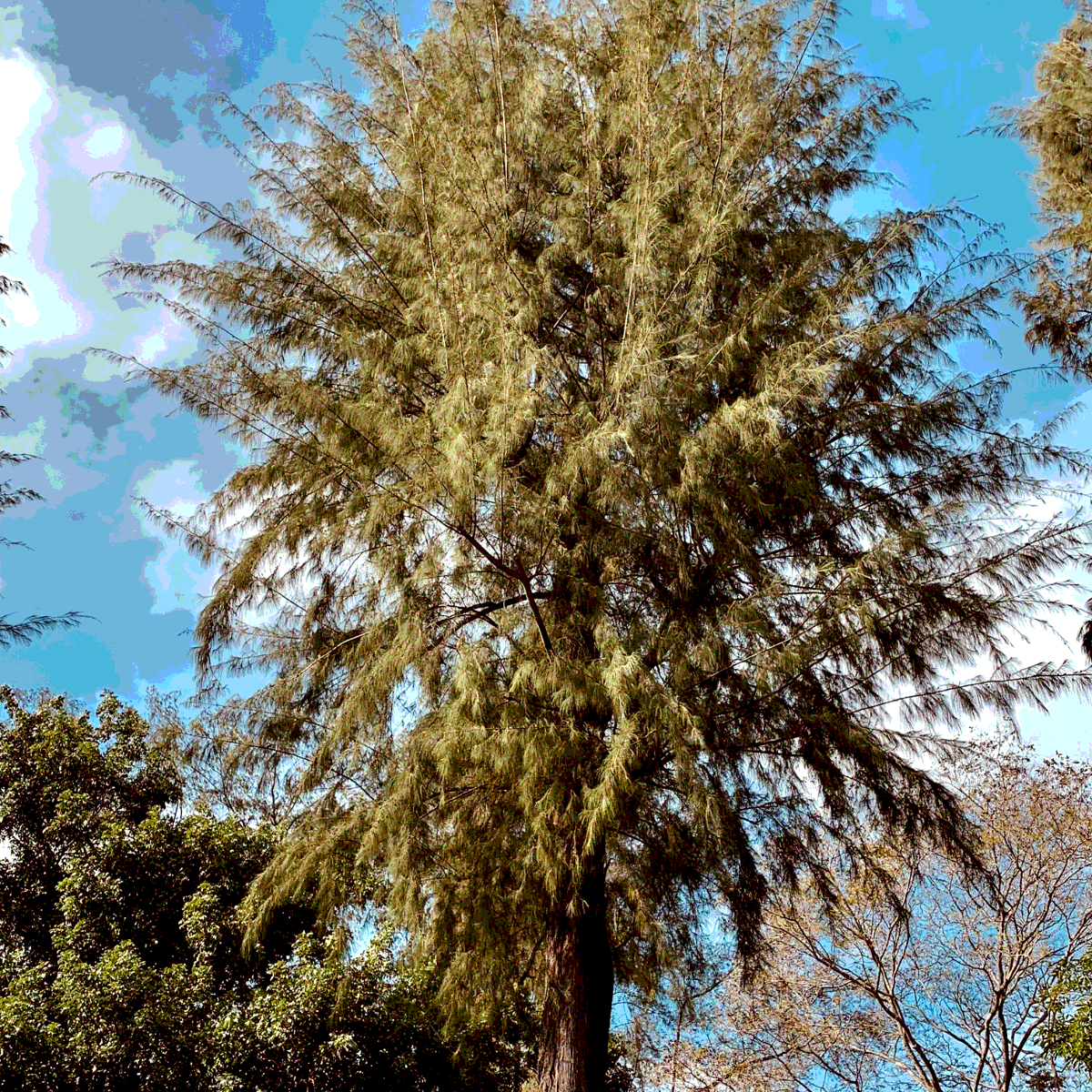Casuarina equisetifolia, Australian pine seeds - 200
