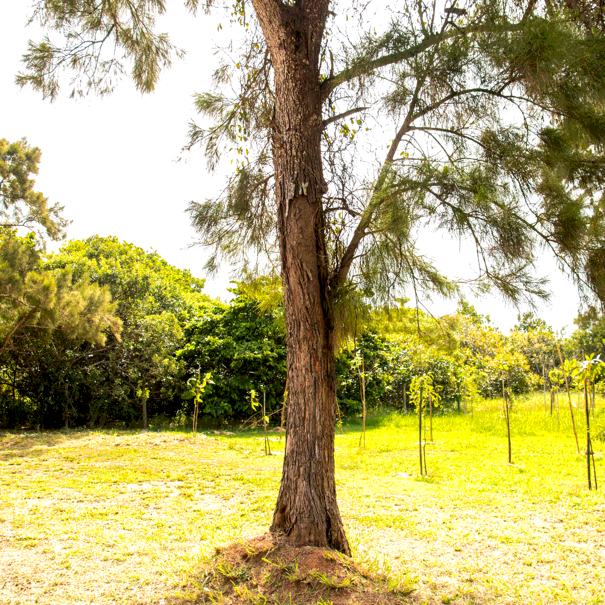 Casuarina equisetifolia, Australian pine seeds - 200