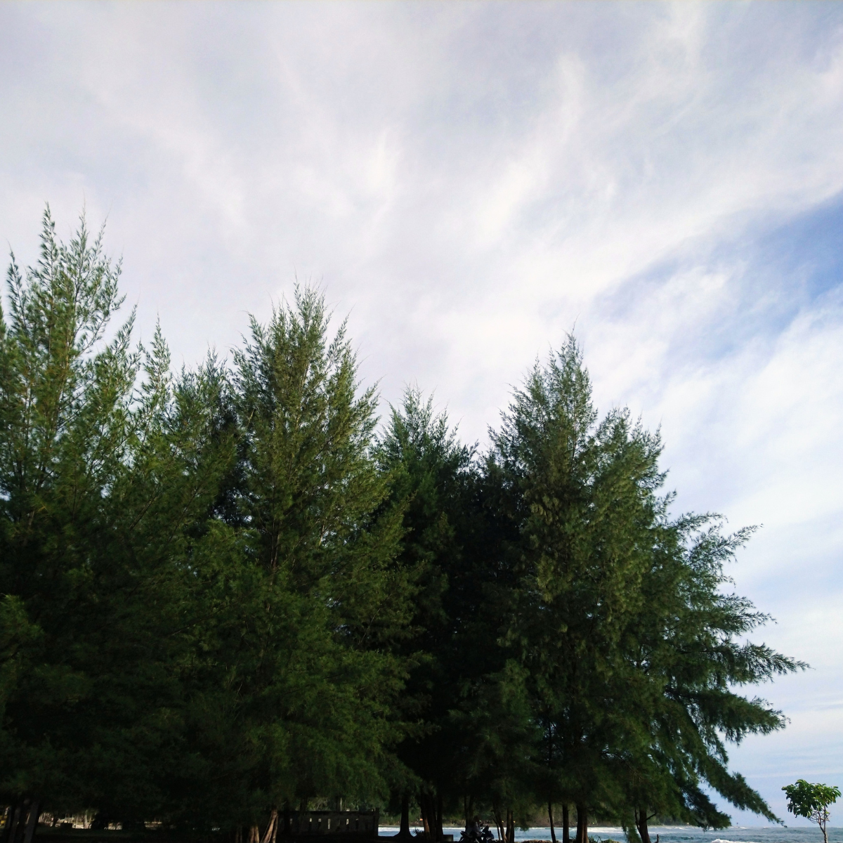 Casuarina equisetifolia, Australian pine seeds - 200