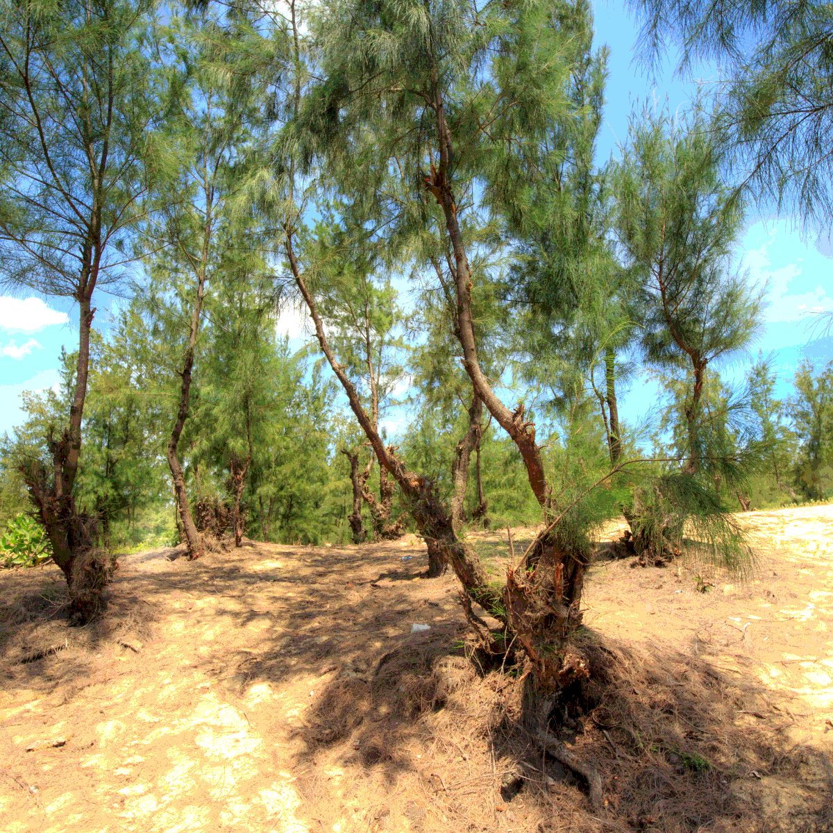 Casuarina equisetifolia, Australian pine seeds - 200