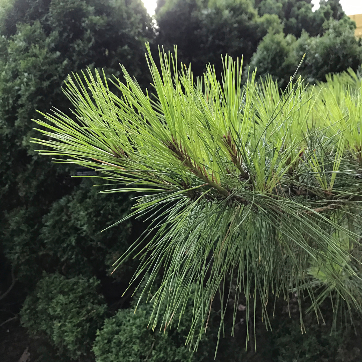 Casuarina equisetifolia, Australian pine seeds - 200