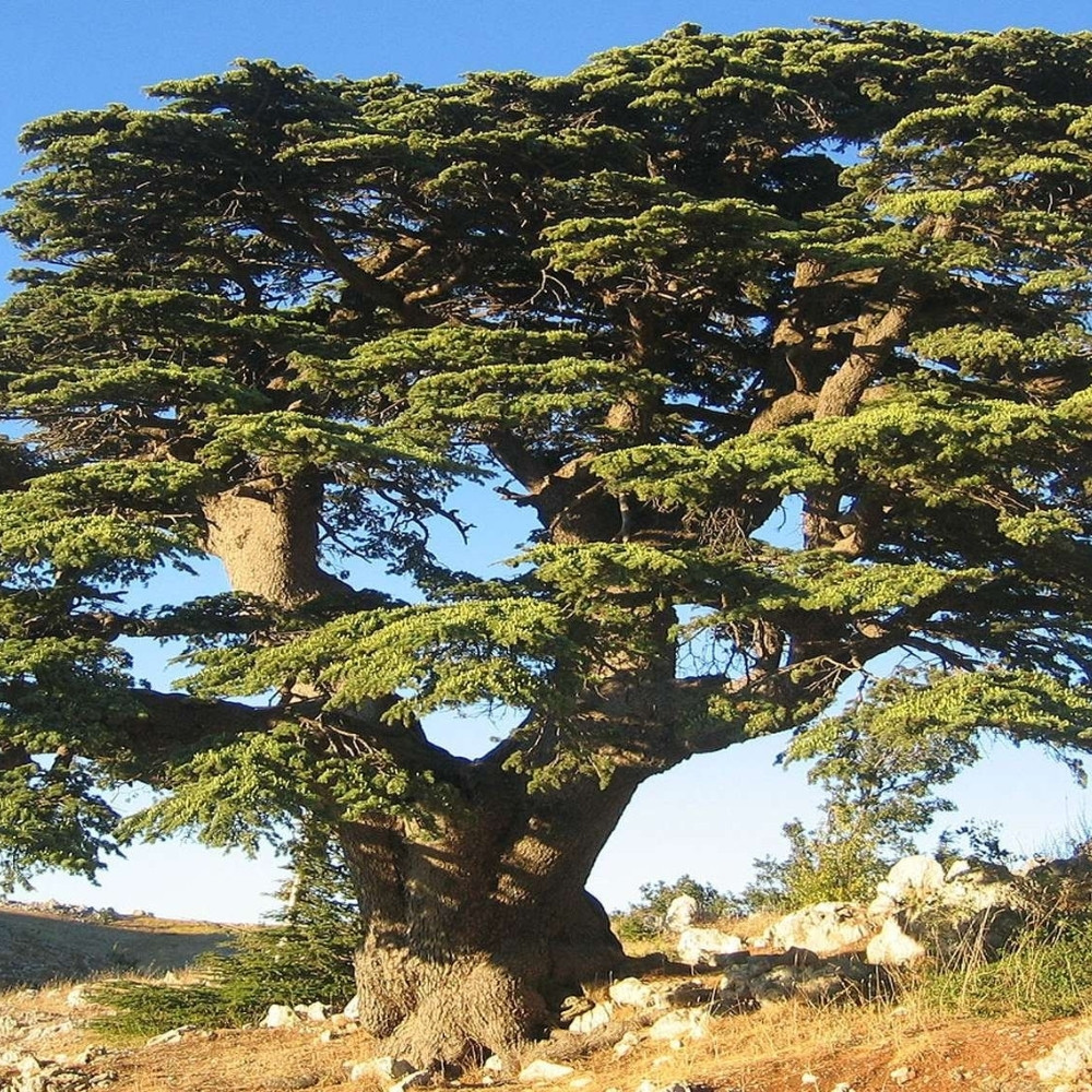 Deodar Cedar seeds, Devdar, Himalayan cedar, Cedrus Deodara, Indian Cedar - 108