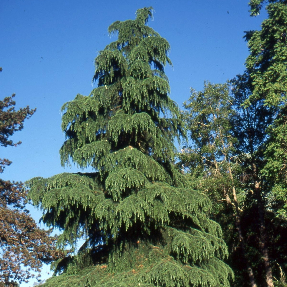Deodar Cedar seeds, Devdar, Himalayan cedar, Cedrus Deodara, Indian Cedar - 108