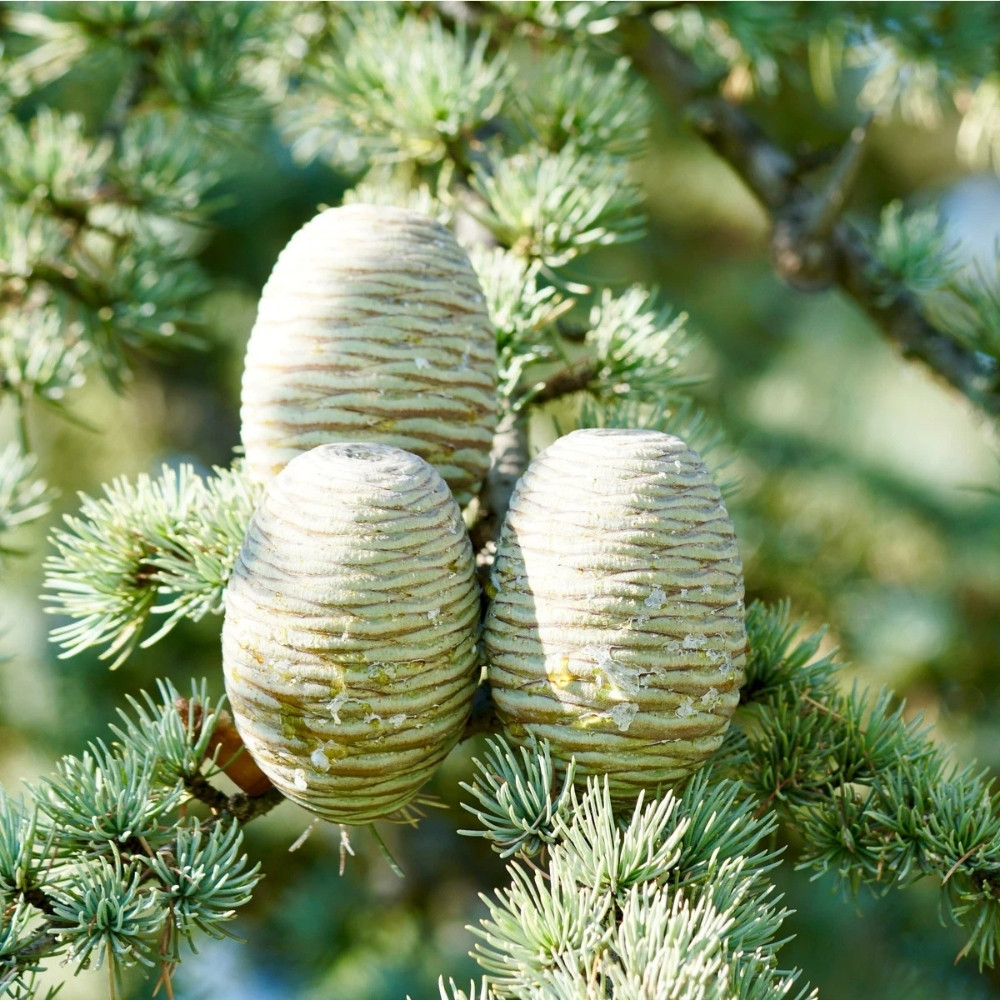 Deodar Cedar seeds, Devdar, Himalayan cedar, Cedrus Deodara, Indian Cedar - 108