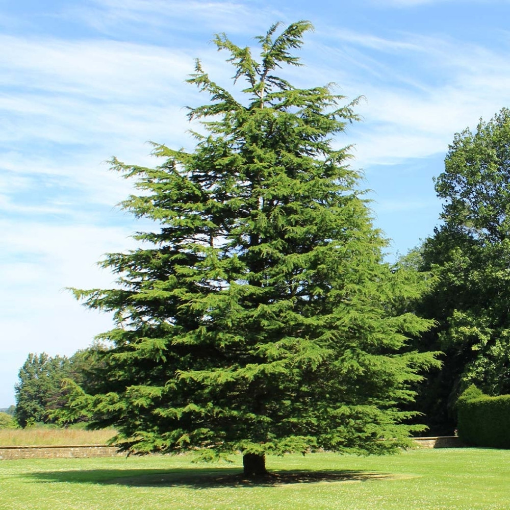 Deodar Cedar seeds, Devdar, Himalayan cedar, Cedrus Deodara, Indian Cedar - 108