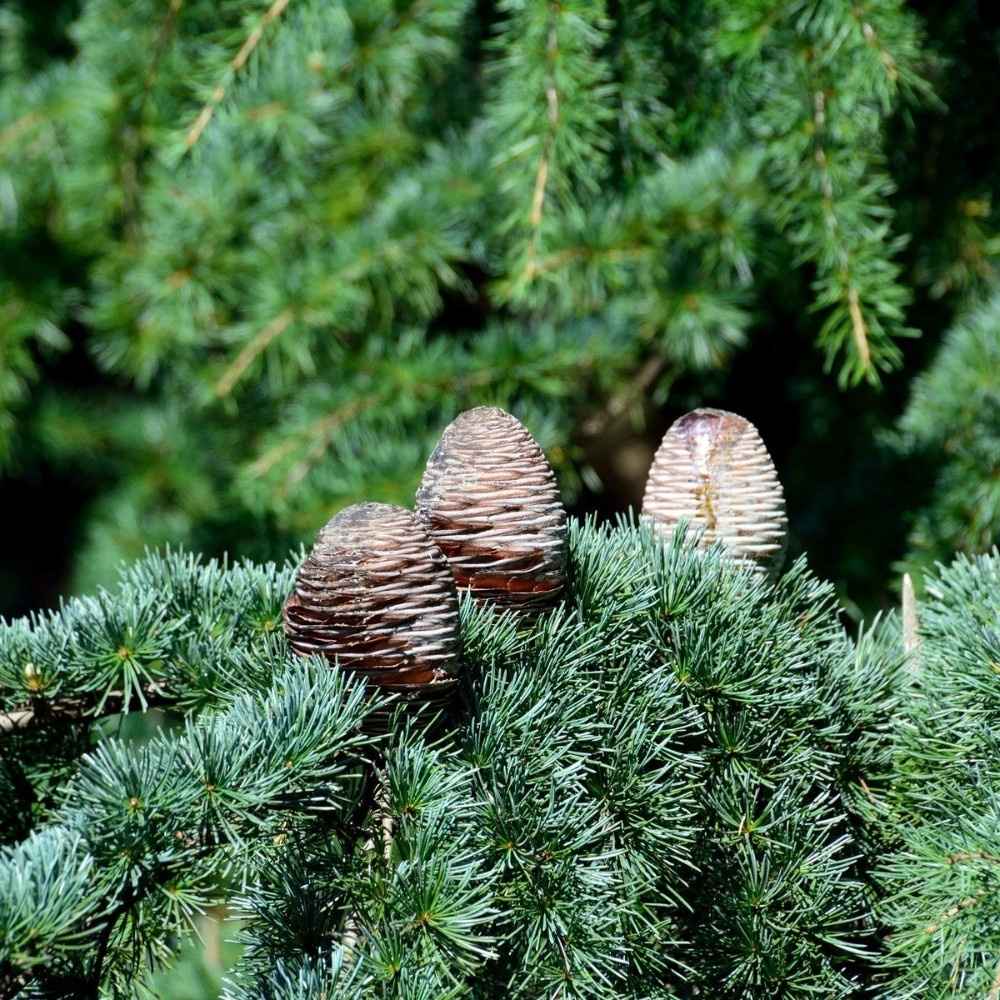 Deodar Cedar seeds, Devdar, Himalayan cedar, Cedrus Deodara, Indian Cedar - 108