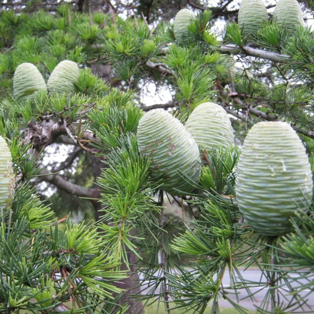 Deodar Cedar seeds, Devdar, Himalayan cedar, Cedrus Deodara, Indian Cedar - 108