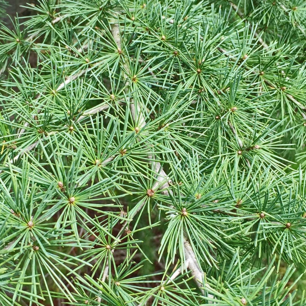 Deodar Cedar seeds, Devdar, Himalayan cedar, Cedrus Deodara, Indian Cedar - 108