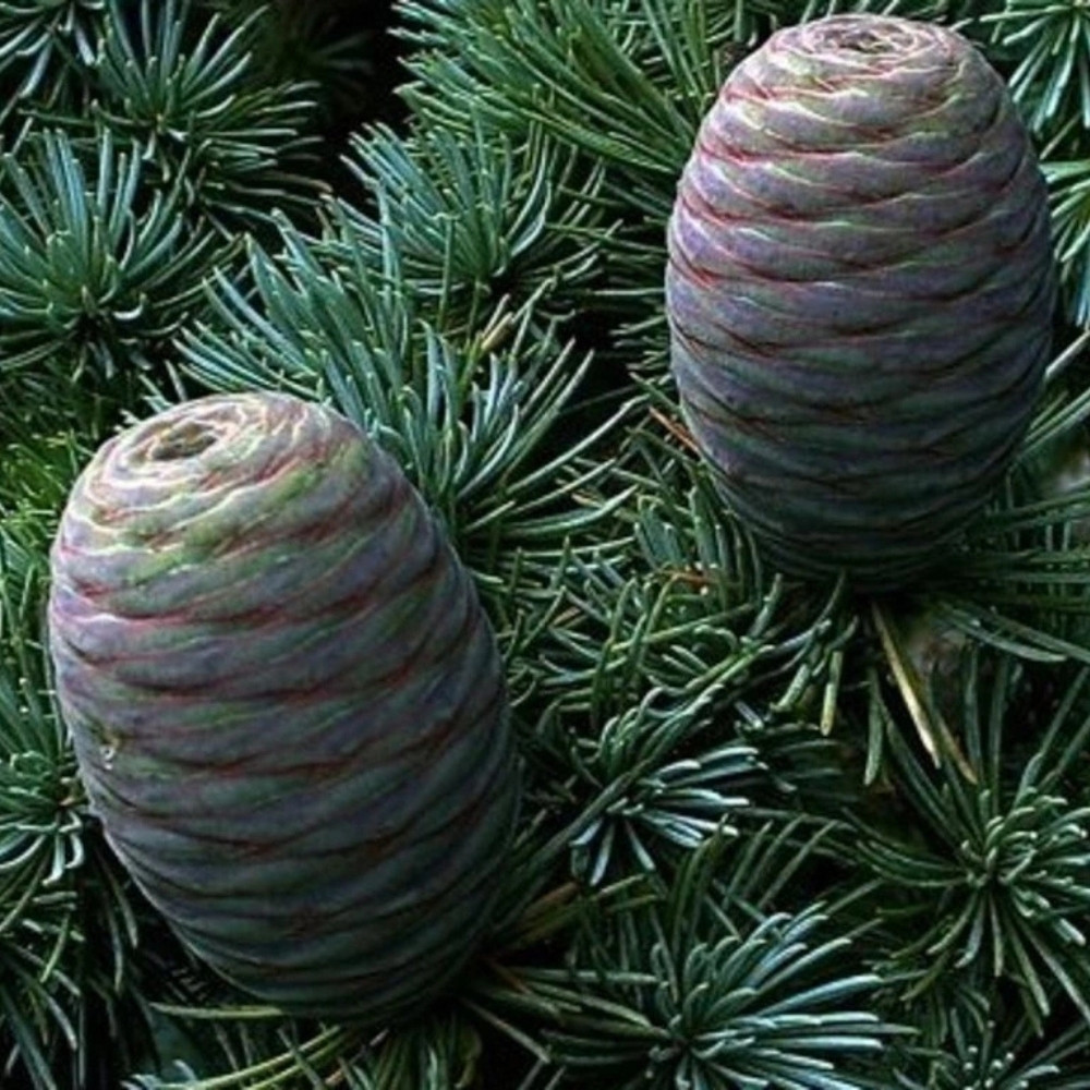 Deodar Cedar seeds, Devdar, Himalayan cedar, Cedrus Deodara, Indian Cedar - 108