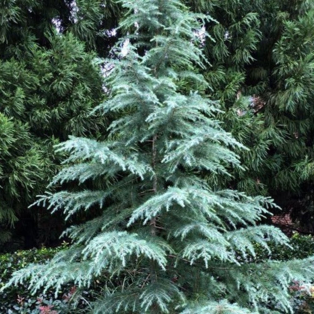 Deodar Cedar seeds, Devdar, Himalayan cedar, Cedrus Deodara, Indian Cedar - 108