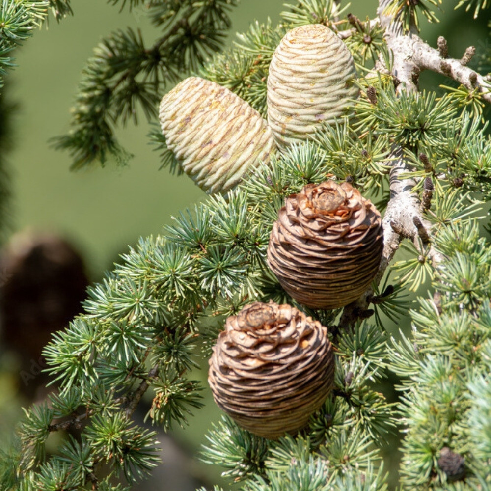 Deodar Cedar seeds, Devdar, Himalayan cedar, Cedrus Deodara, Indian Cedar - 108