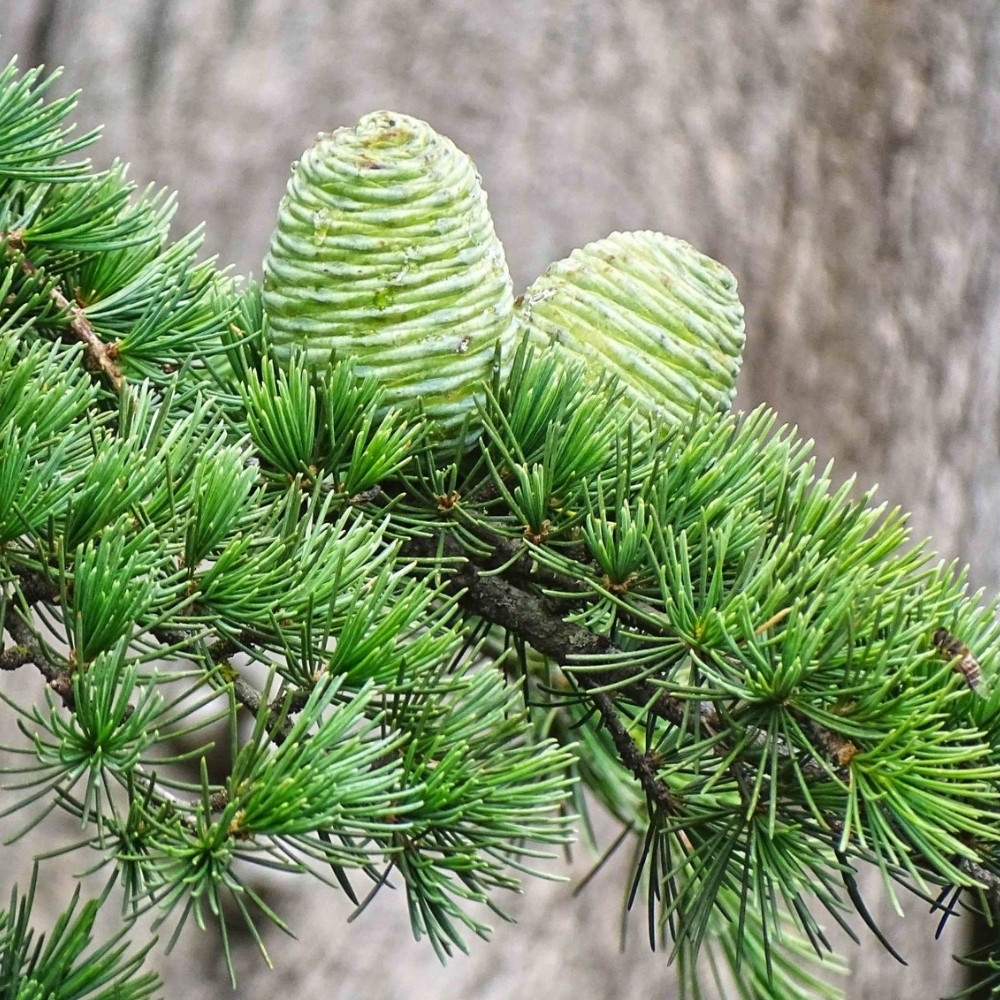 Deodar Cedar seeds, Devdar, Himalayan cedar, Cedrus Deodara, Indian Cedar - 108