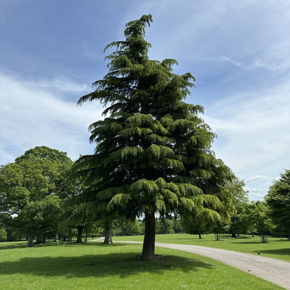 Deodar Cedar seeds, Devdar, Himalayan cedar, Cedrus Deodara, Indian Cedar - 108