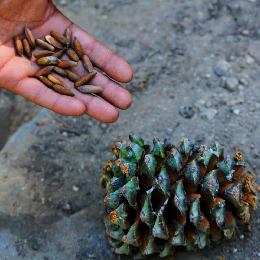 Pinus gerardiana seeds, Chilgoza Pine, Gerard’s Pine, Pine Nuts Tree - 30