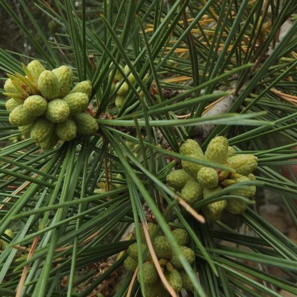 Pinus gerardiana seeds, Chilgoza Pine, Gerard’s Pine, Pine Nuts Tree - 30