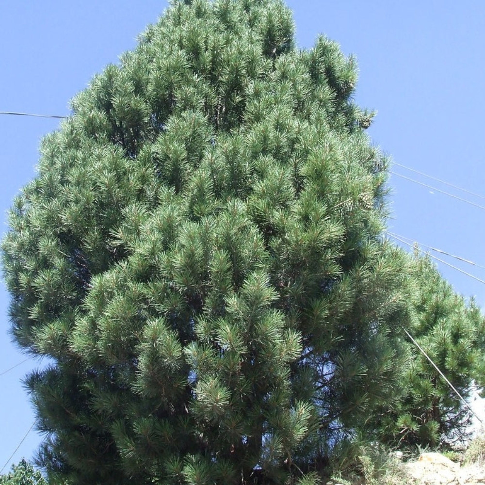Pinus gerardiana seeds, Chilgoza Pine, Gerard’s Pine, Pine Nuts Tree - 30