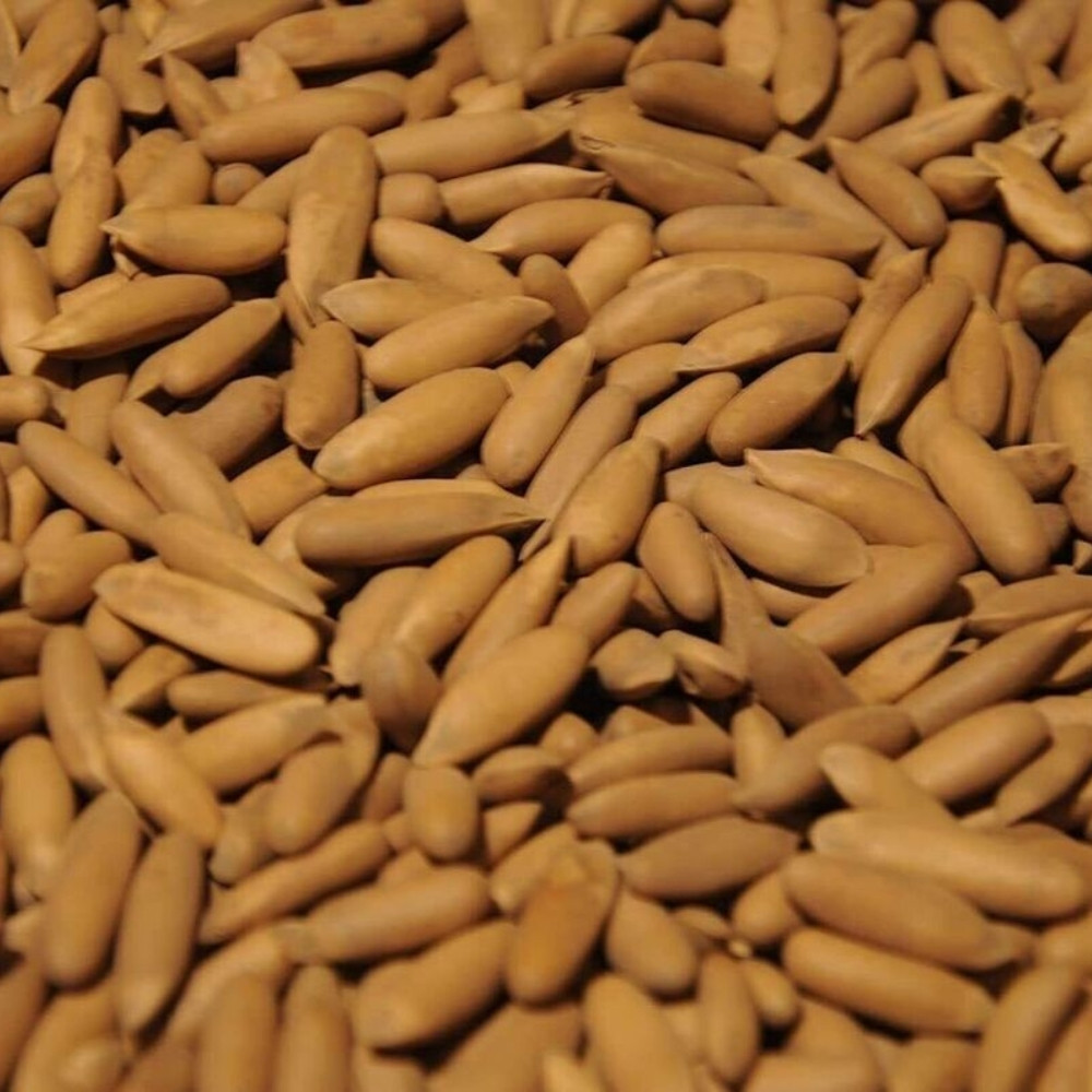 Pinus gerardiana seeds, Chilgoza Pine, Gerard’s Pine, Pine Nuts Tree - 30