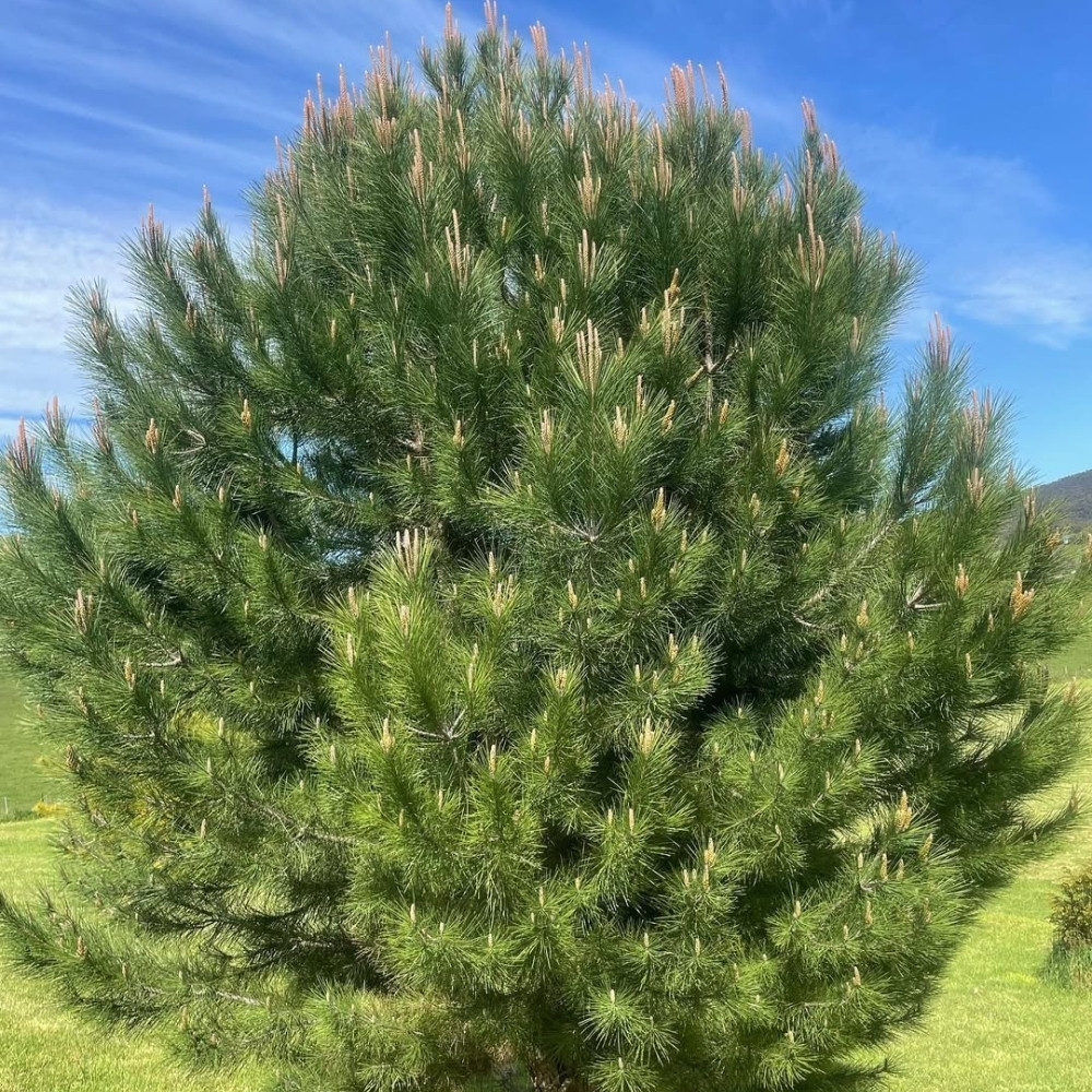 Pinus gerardiana seeds, Chilgoza Pine, Gerard’s Pine, Pine Nuts Tree - 30