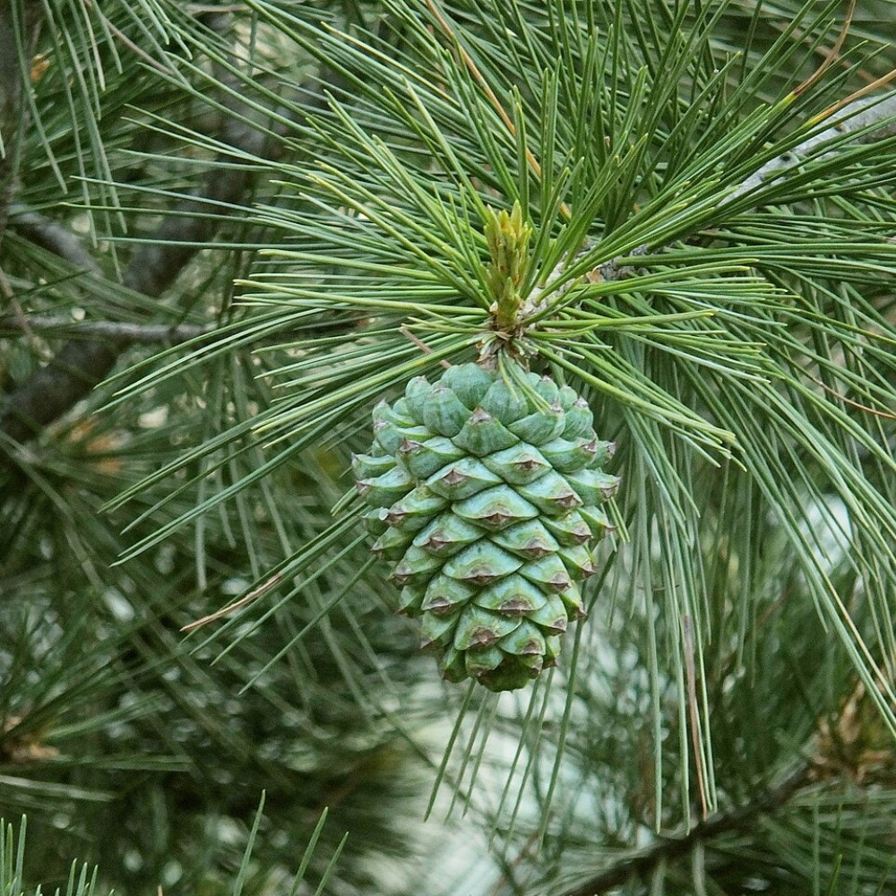 Pinus gerardiana seeds, Chilgoza Pine, Gerard’s Pine, Pine Nuts Tree - 30
