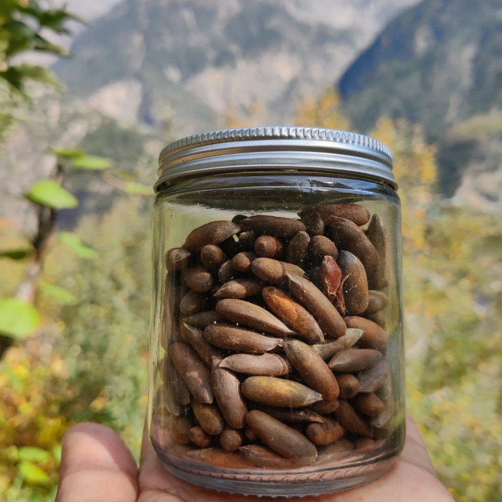 Pinus gerardiana seeds, Chilgoza Pine, Gerard’s Pine, Pine Nuts Tree - 30