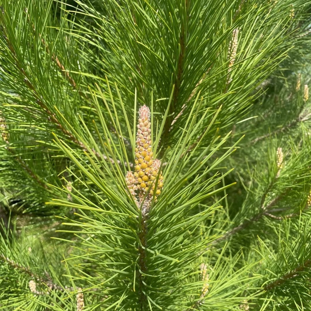 Pinus gerardiana seeds, Chilgoza Pine, Gerard’s Pine, Pine Nuts Tree - 30