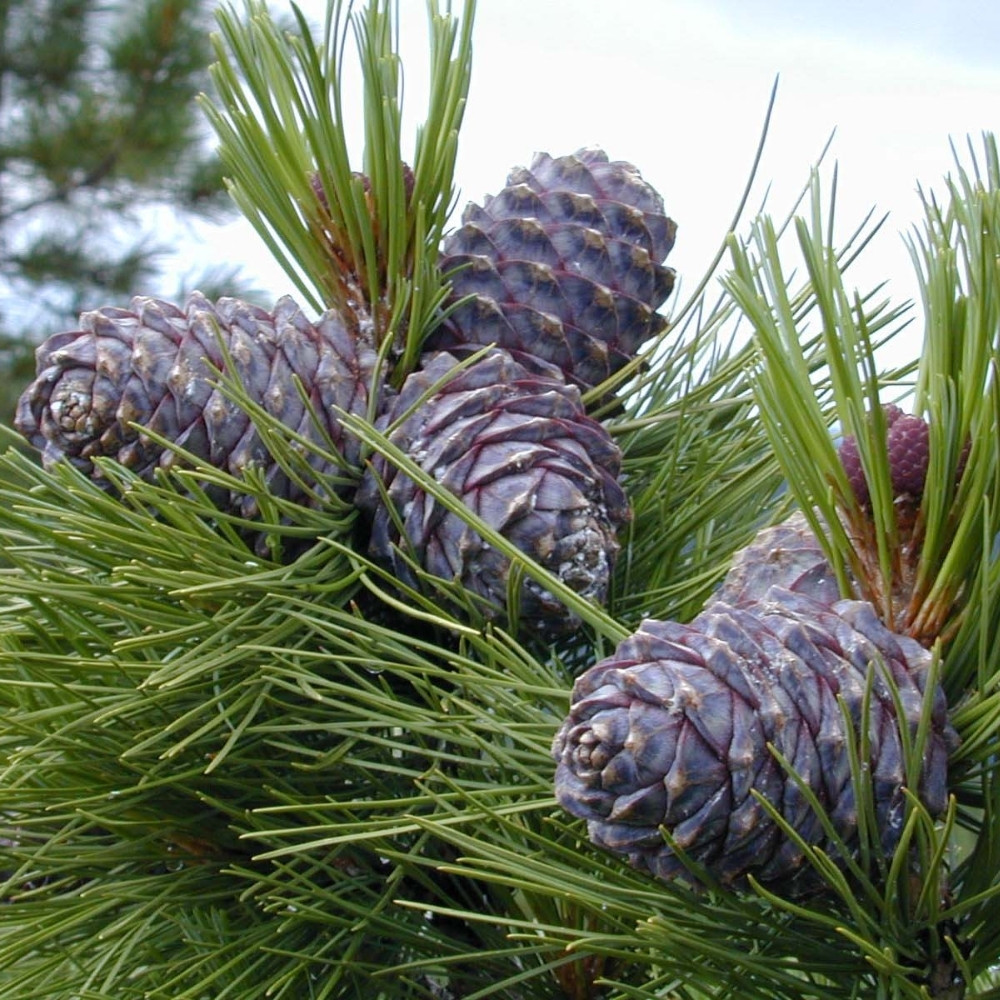 Siberian Cedar seeds, Pinus sibirica, Siberian Stone Pine, Russian Pine, Siberian Nut Pine - 30