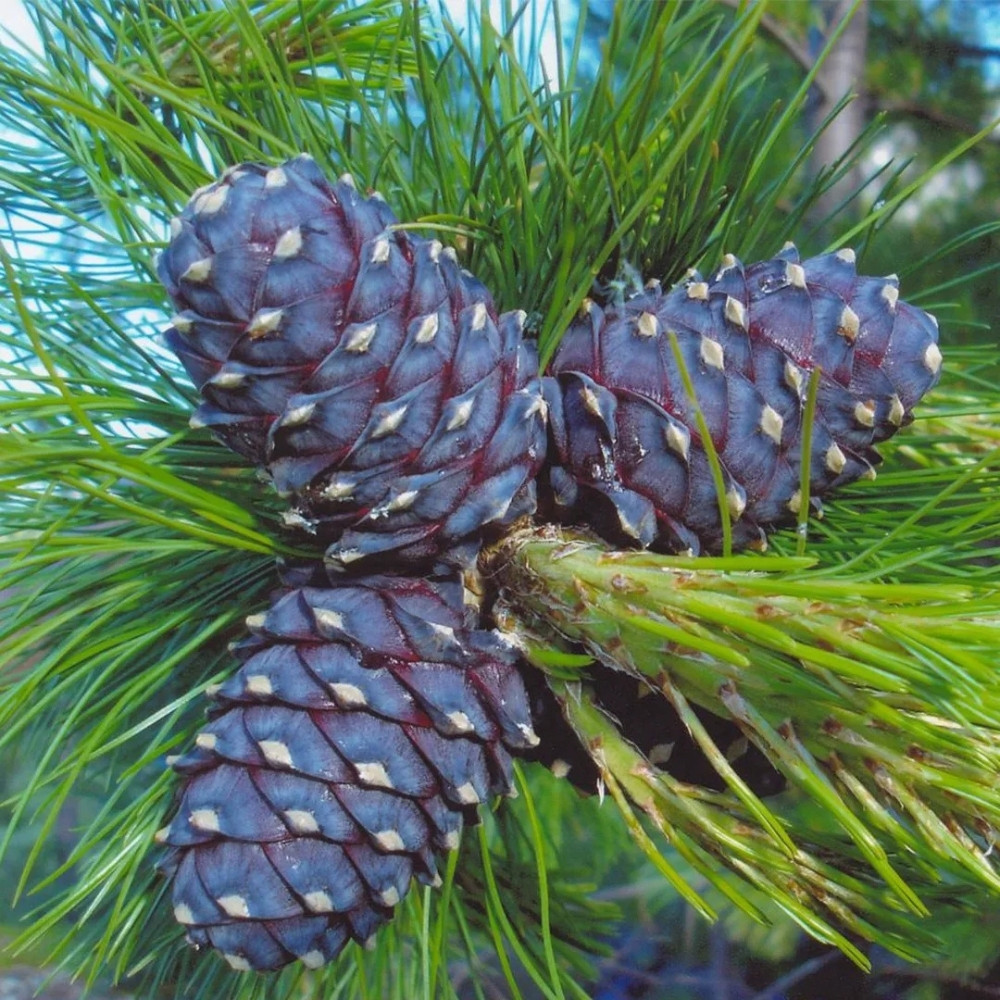 Siberian Cedar seeds, Pinus sibirica, Siberian Stone Pine, Russian Pine, Siberian Nut Pine - 30