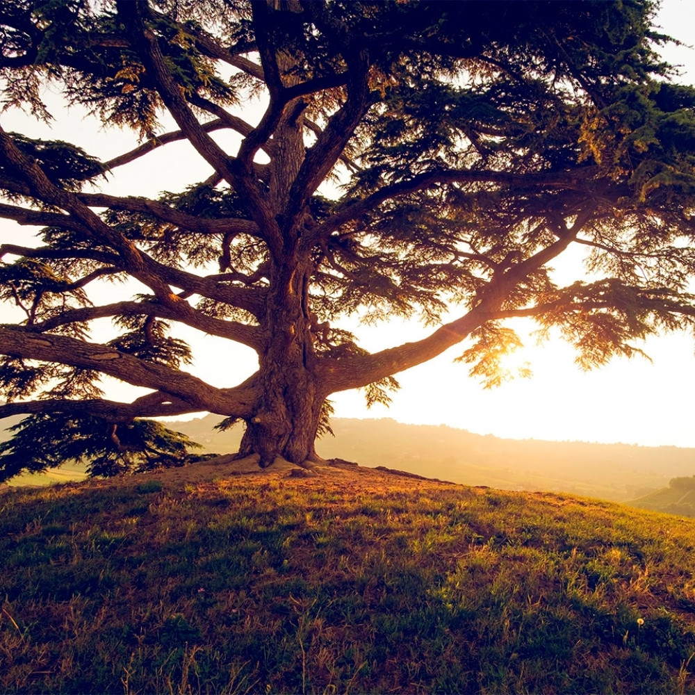 Siberian Cedar seeds, Pinus sibirica, Siberian Stone Pine, Russian Pine, Siberian Nut Pine - 30