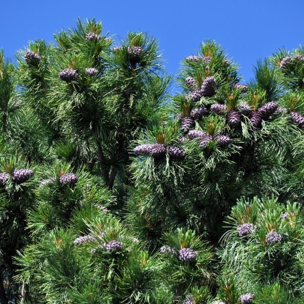 Siberian Cedar seeds, Pinus sibirica, Siberian Stone Pine, Russian Pine, Siberian Nut Pine - 30