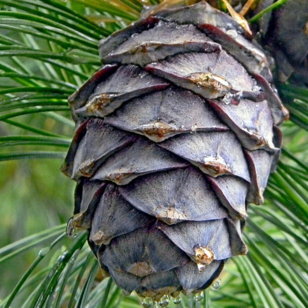 Siberian Cedar seeds, Pinus sibirica, Siberian Stone Pine, Russian Pine, Siberian Nut Pine - 30