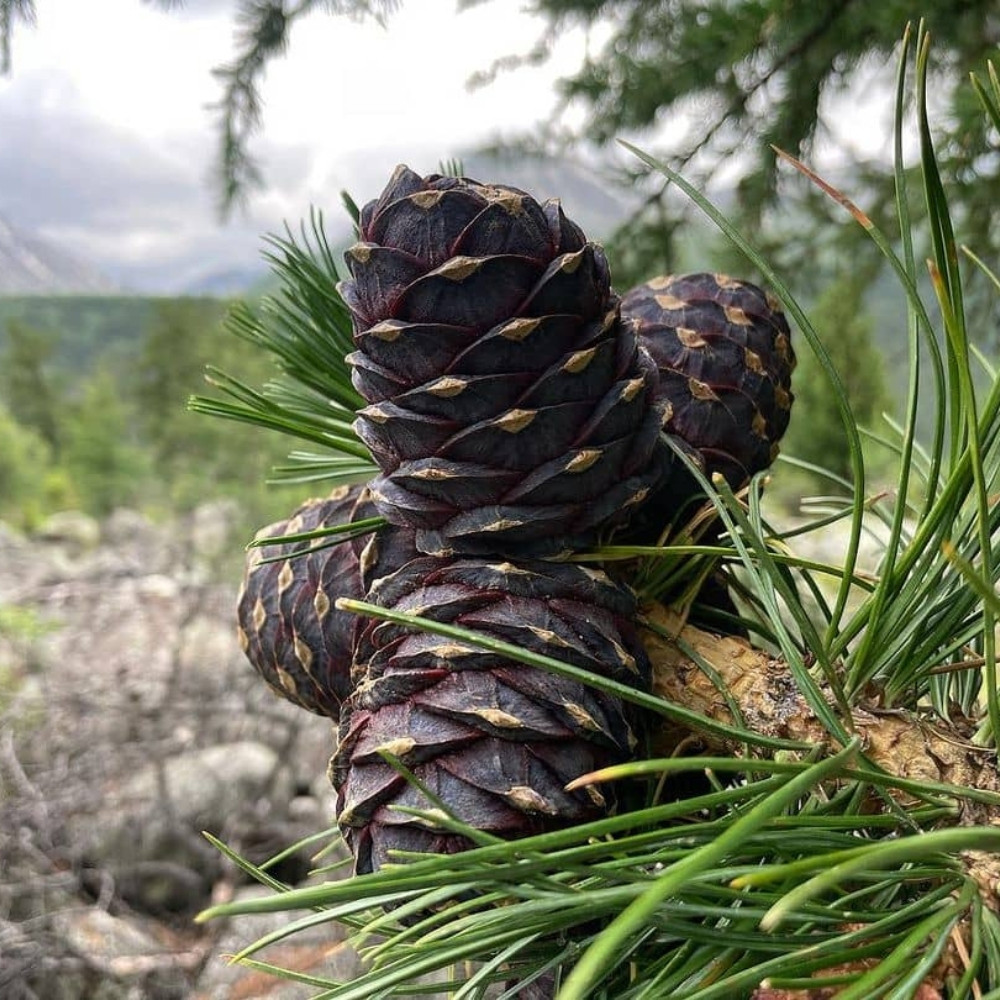 Siberian Cedar seeds, Pinus sibirica, Siberian Stone Pine, Russian Pine, Siberian Nut Pine - 30